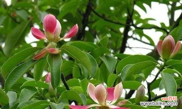 探索天竺桂的花语意义及文化背景 天竺桂的花语寓意是什么