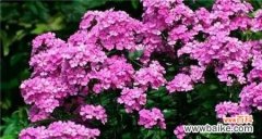 揭示花朵的心语 宿根福禄考花语