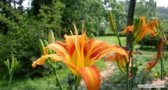 用花语传达忘忧草的意义和象征 忘忧草的花语——寻找内心的宁静与平和