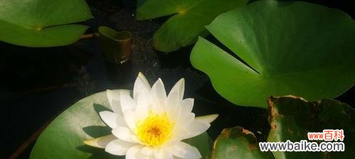 挺立水面的神奇之植 深入了解以挺水植物