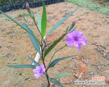 挺立水面的神奇之植 深入了解以挺水植物