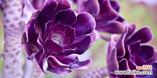 解读紫罗兰花卉的文化意义与传统象征 探寻紫罗兰花卉的内涵与价值