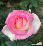 探寻月季花莲花的含义与传说 花开花落，月季花莲花的花语