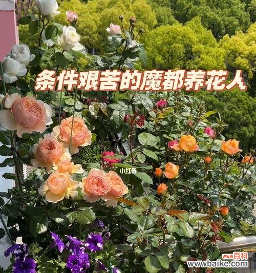 以月季见干浇水的技巧和方法 月季的浇水要点及注意事项