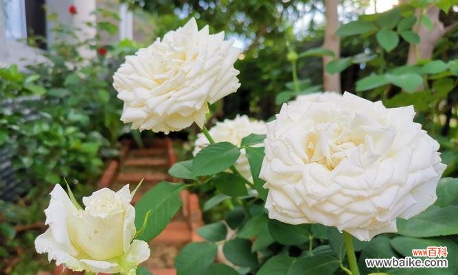 探索月季的奇妙花语 月季花语与象征意义