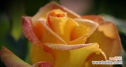 用花语诠释月季特性 月季之美