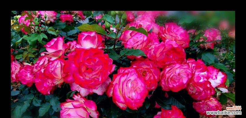 用花语诠释月季特性 月季之美