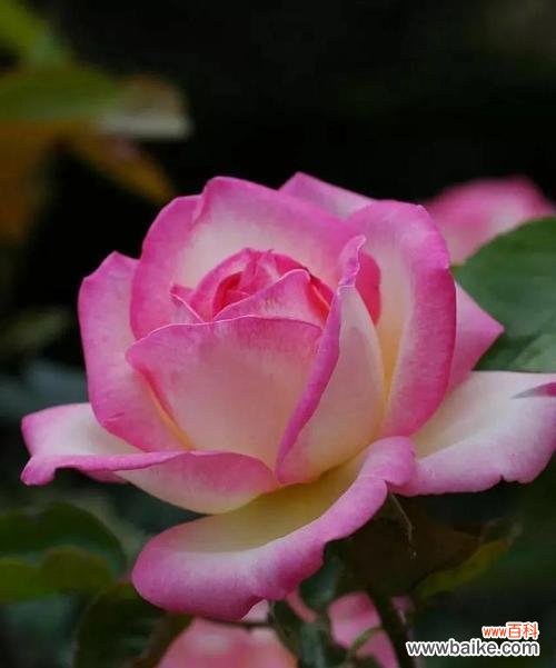 探索月季与玫瑰花语的含义与魅力 月季与玫瑰