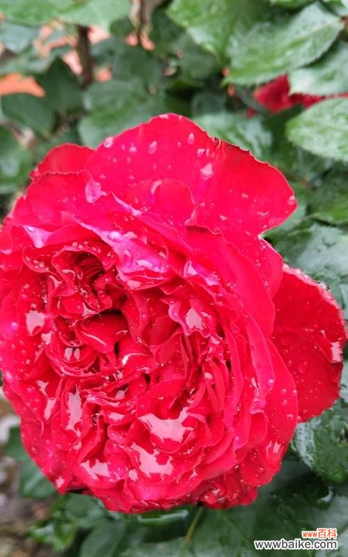 探寻月季花的意义与传承 月季