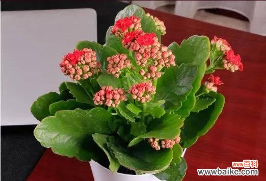 探索长寿花的独特意义 长寿花花语——传递生命的奇迹