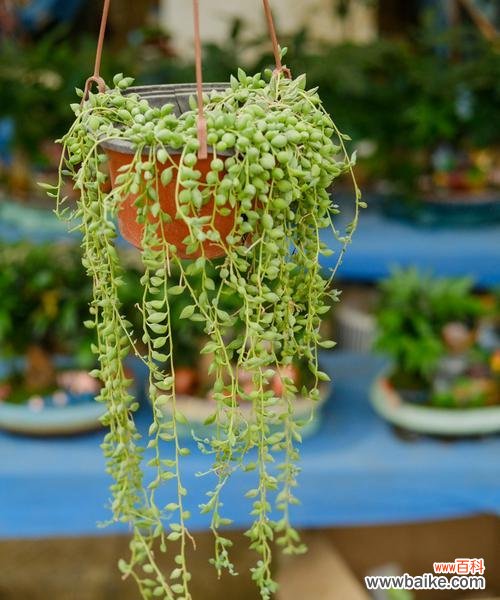 花开寓意 珍珠吊兰