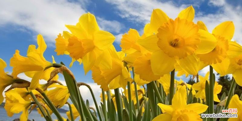 探寻中国水仙的象征意义与传说 中国水仙之花语