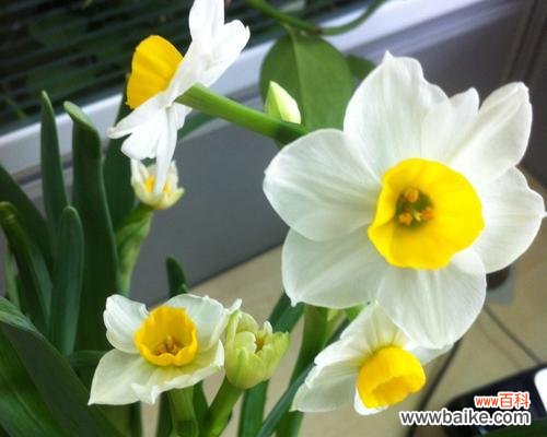 探寻中国水仙的象征意义与传说 中国水仙之花语