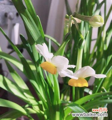 探寻中国水仙的象征意义与传说 中国水仙之花语