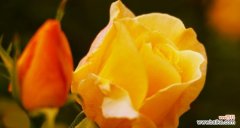 用花开诉说情感 中国月季花语——美丽的语言