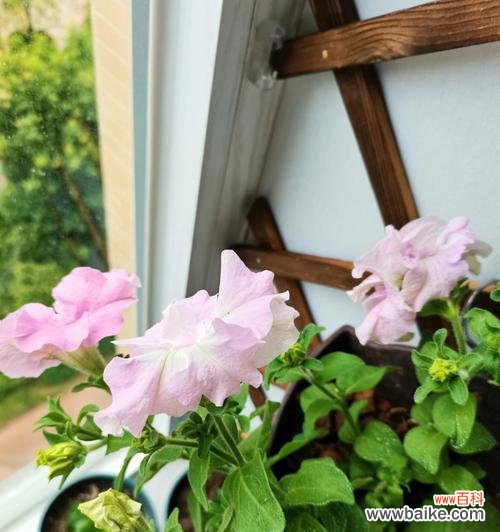 探寻重瓣矮牵牛的花语之美 重瓣矮牵牛花