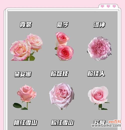 美丽的绿萝，幸运的象征，给你的生活带来好运和繁荣 绿萝的寓意与象征——带来好运和繁荣