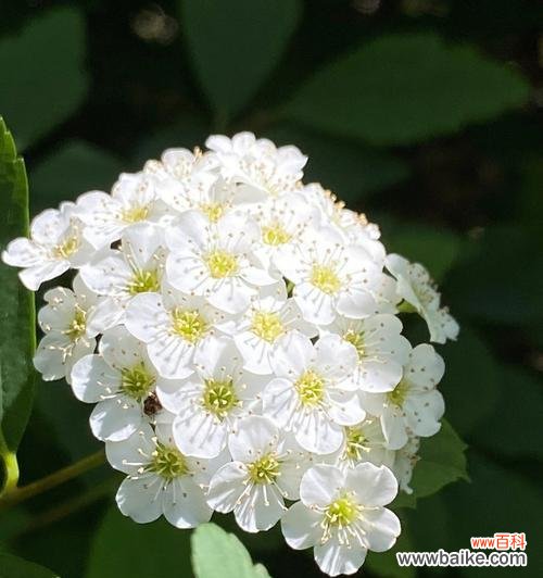 探索线叶绣线菊花的传统和象征意义 线叶绣线菊花的美丽与花语