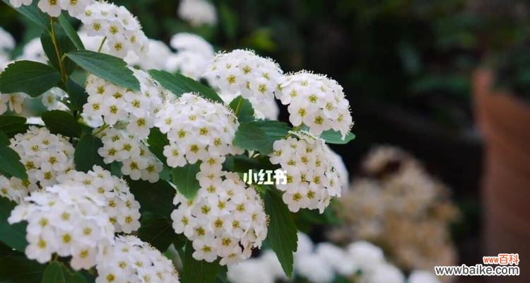 探索线叶绣线菊花的传统和象征意义 线叶绣线菊花的美丽与花语