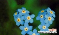 传递爱与记忆的美丽花朵 以勿忘草的花语