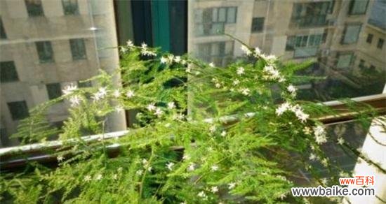 探寻文竹花语的深层含义 文竹花语之美——绿意盎然的生命力