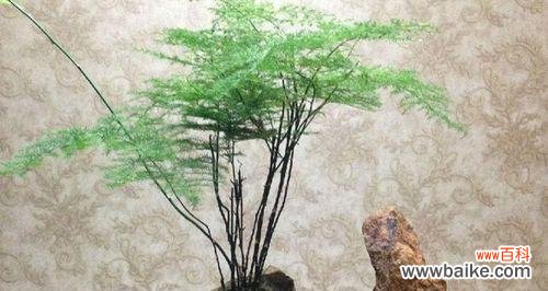 探寻文竹花语的深层含义 文竹花语之美——绿意盎然的生命力