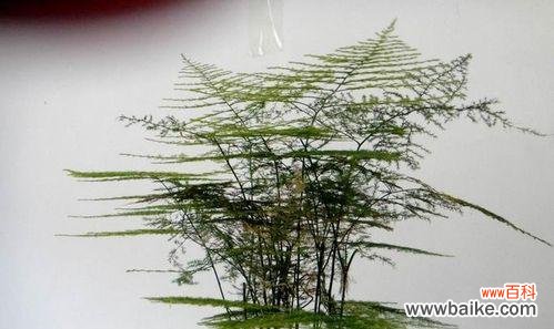 探寻文竹花语的深层含义 文竹花语之美——绿意盎然的生命力