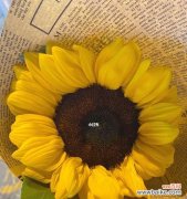 探寻向日葵的寓意与象征 向日葵的花语寓意——阳光与希望