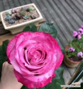 探寻月季花的花语之美 香水月季花语