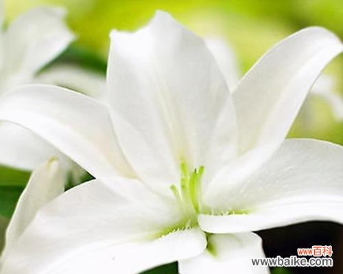 香水百合的美丽与寓意 探索百合花语