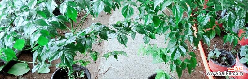 以幸福树的花语为纽带 幸福树的花语——传递爱与喜悦