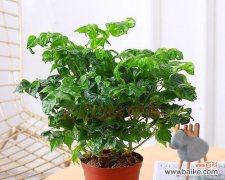 以幸福树的花语为纽带 幸福树的花语——传递爱与喜悦