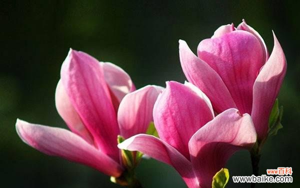 以辛夷花的花语揭示人生之美 辛夷花