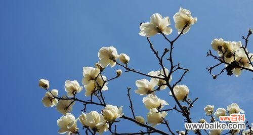 以辛夷花的花语揭示人生之美 辛夷花