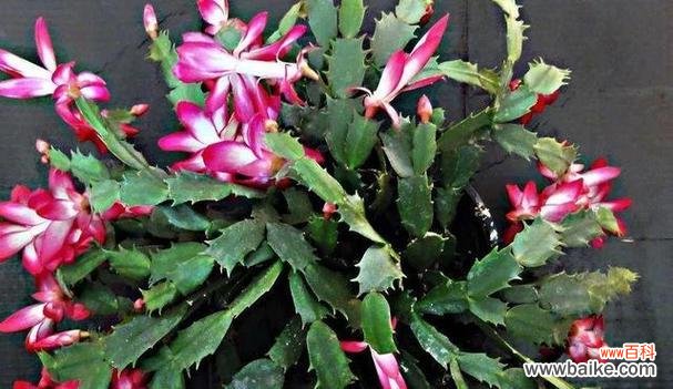 蟹爪兰花语的神秘力量及对人们的启示 蟹爪兰的花语之美——探寻花朵背后的含义