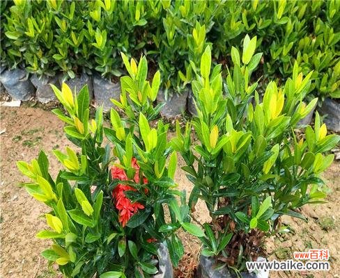 探究小叶龙船花的象征意义 小叶龙船花的寓意与花语