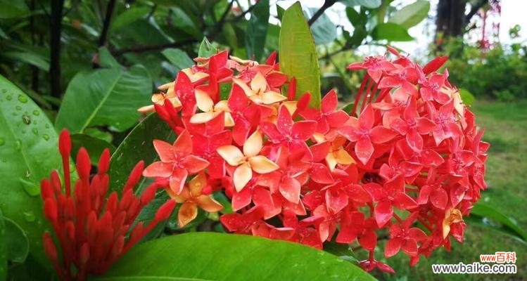 探究小叶龙船花的象征意义 小叶龙船花的寓意与花语