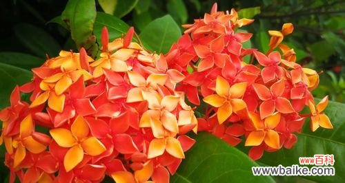 探究小叶龙船花的象征意义 小叶龙船花的寓意与花语