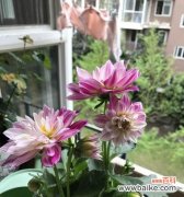 探寻小丽花的象征与传承之美 小丽花的寓意与意义