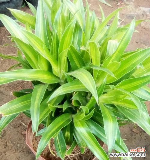 传承千年的文化符号 竹叶百合花语