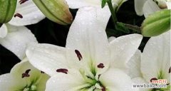 传承千年的文化符号 竹叶百合花语