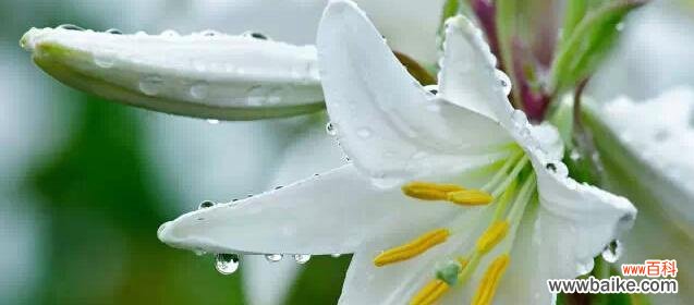 传承千年的文化符号 竹叶百合花语