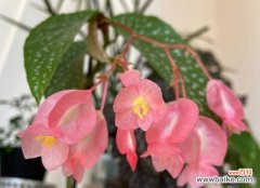 竹节秋海棠 竹节秋海棠花语