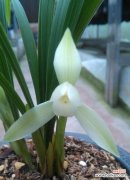 竹与兰花的象征意义与文化价值 竹兰之美——古老与高雅的象征