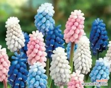 紫风信子花语的含义及其与人生的契合 紫风信子花语