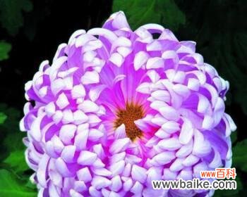 揭秘紫菊花的神秘象征与心灵寓意 紫菊花的花语和意义