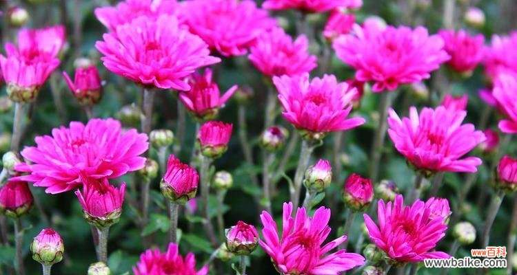 揭秘紫菊花的神秘象征与心灵寓意 紫菊花的花语和意义