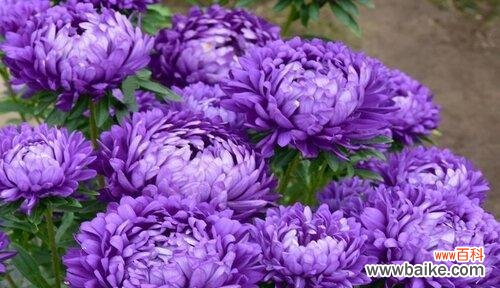 花开寄语生命的坚韧与美丽——探究紫色翠菊的花语及其启示 紫色翠菊