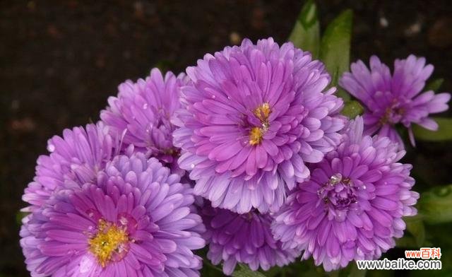 花开寄语生命的坚韧与美丽——探究紫色翠菊的花语及其启示 紫色翠菊
