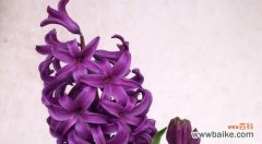 揭秘紫色风信子的神秘花语 紫色风信子花语